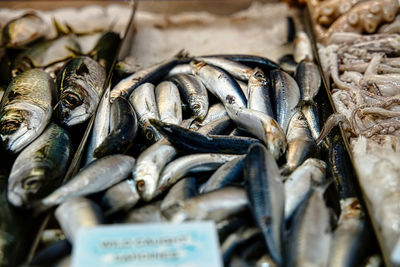 Fish and some squid on the market of melbourne