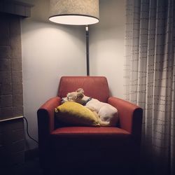 View of dog sleeping on armchair