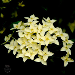 Close-up of yellow flowers against black background