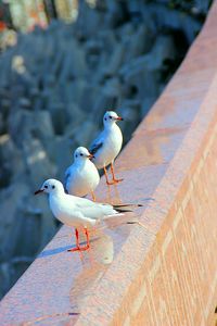 High angle view of seagulls perching