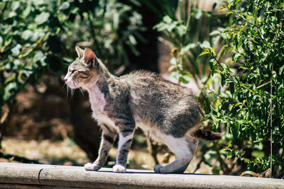 Close-up of a cat sitting on plant