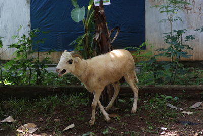 View of a dog standing on land