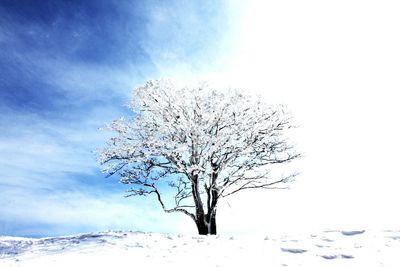 Close-up of tree against sky