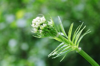 Close-up of flowering plant