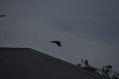 Low angle view of birds flying in sky