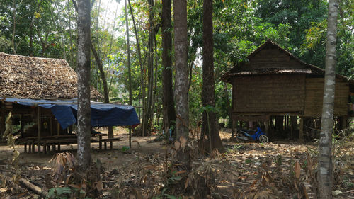 Gazebo by trees in forest