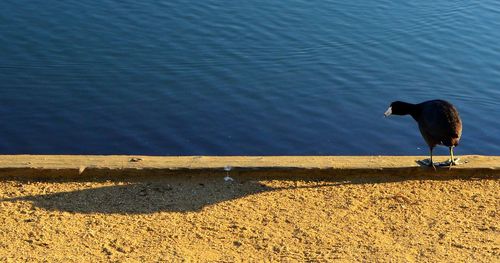 Birds in water