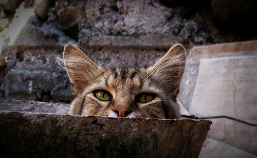 Portrait of cat on retaining wall