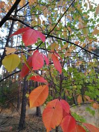 Close-up of autumnal leaves against trees