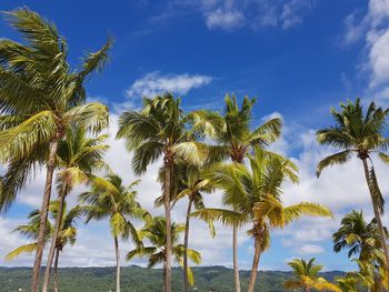 Low angle view of palm trees against sky