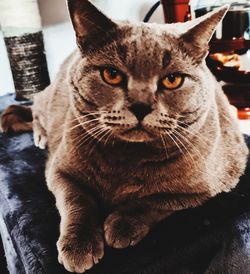 Close-up portrait of a cat at home