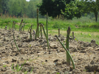 Close-up of crop in field