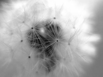 Close-up of dandelion