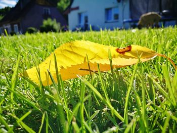 Close-up of yellow insect on grass