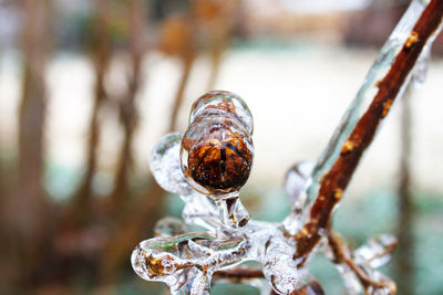 Close-up of crab on tree during winter