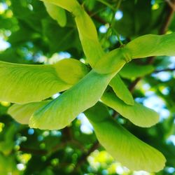 Close-up of green leaves