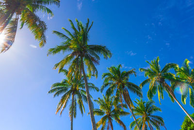 Low angle view of palm tree against sky