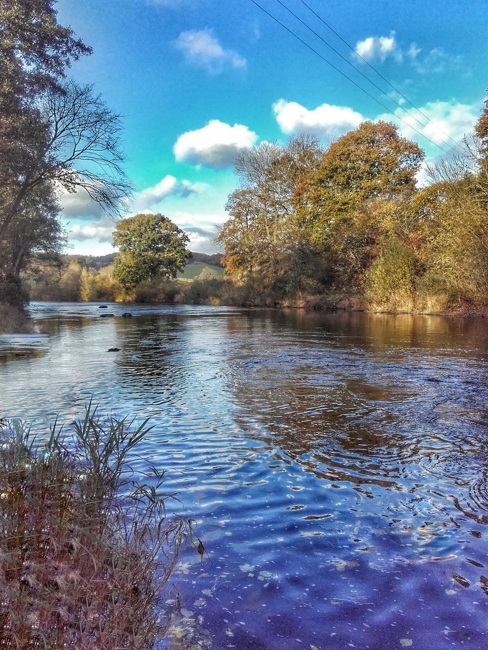 sky, reflection, water, nature, tree, no people, day, outdoors, animal themes