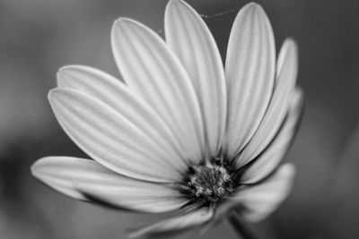 Close-up of white flower