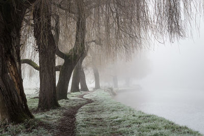 Trees on snow covered landscape during foggy weather