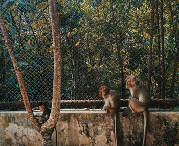 Monkey sitting in a forest