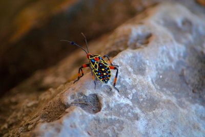 Close-up of butterfly on rock