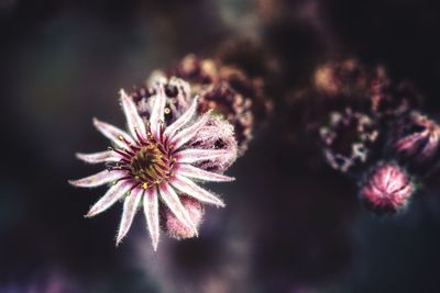 Close-up of flower against blurred background