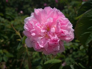 Close-up of pink rose flower