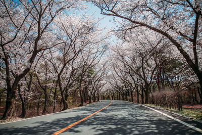 Empty road along trees