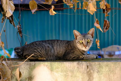 Portrait of a cat sitting on retaining wall