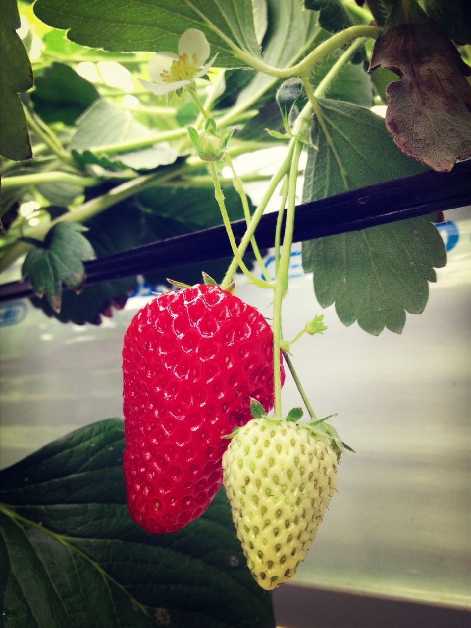 freshness, fruit, food and drink, growth, leaf, red, flower, food, plant, healthy eating, nature, tree, beauty in nature, close-up, berry fruit, ripe, hanging, water, focus on foreground, strawberry