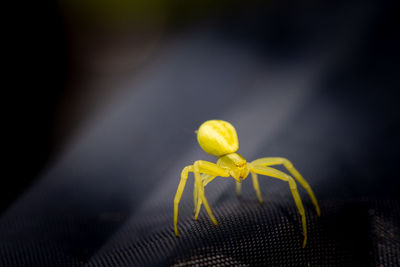 Close-up of spider