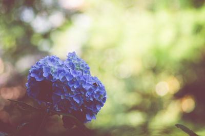 Close-up of plant against blurred background