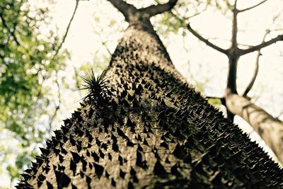 Low angle view of tree trunk