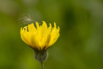 Close-up of yellow flower