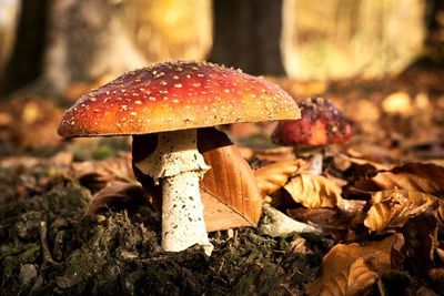 Close-up of fly agaric mushroom