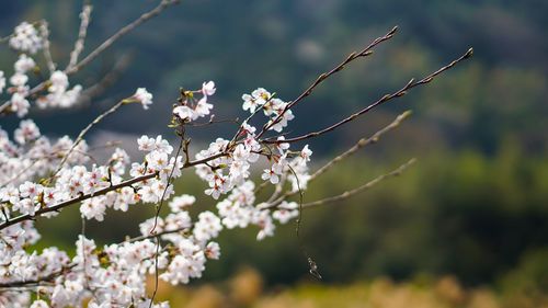 Close-up of cherry blossoms in spring