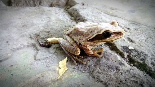 Close-up of lizard on rock