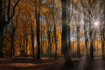 Sunlight streaming through trees in forest during autumn