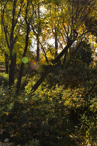 Trees in forest