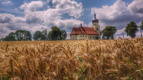 Crops growing on field against sky