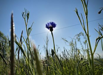 Close-up of purple flowering plants on field against sky