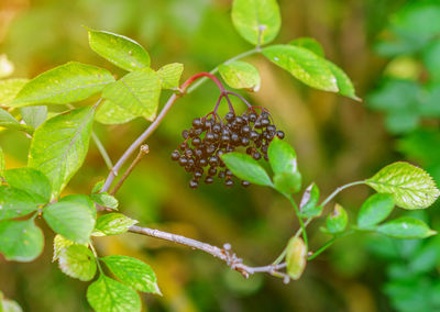 European elderberry. autumn, late summer. medicinal plants. coronavirus treatment