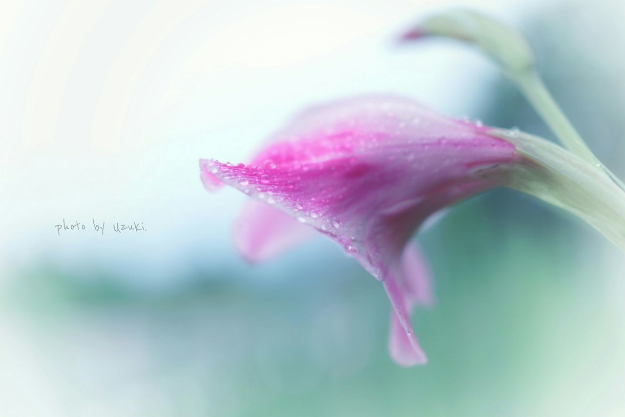 CLOSE-UP OF PINK FLOWERS