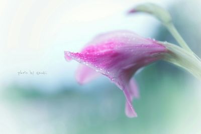 Close-up of pink flower