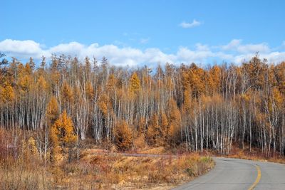 Panoramic shot of road amidst trees in forest against sky