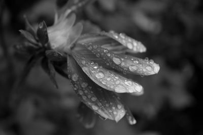 Close-up of wet flower