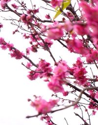 Low angle view of pink flowers