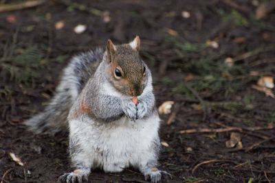 Close-up of squirrel