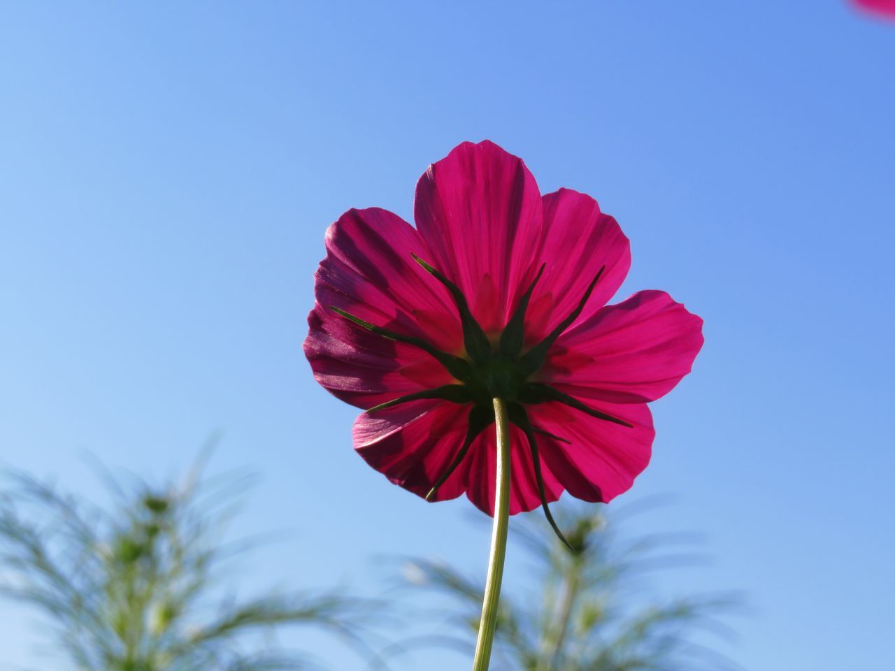 flower, petal, fragility, growth, nature, beauty in nature, flower head, red, plant, freshness, blooming, outdoors, no people, day, clear sky, close-up, cosmos flower, sky